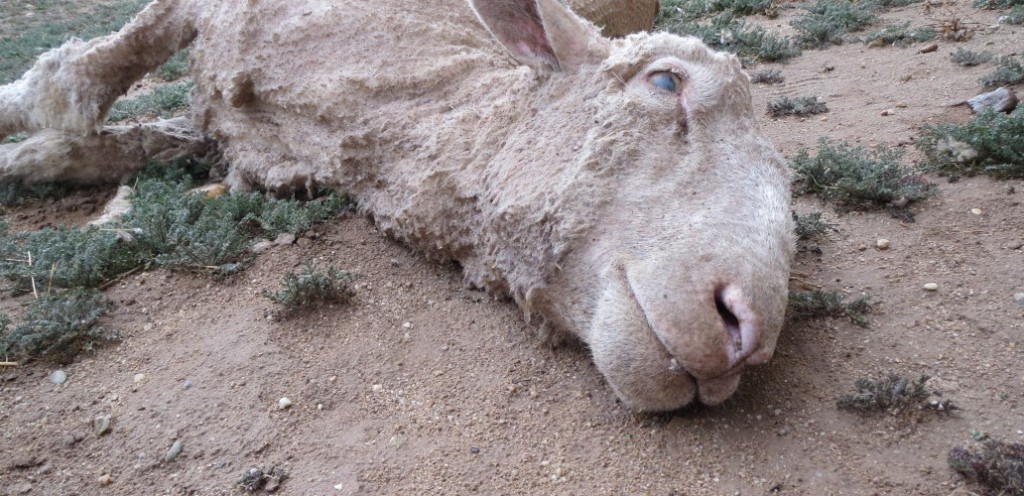 ＜オーストラリア・米国＞潜入調査：ウールのために、殴られ、踏みつけられ、切られ、殺される羊 | NPO法人 動物実験の廃止を求める会（JAVA）