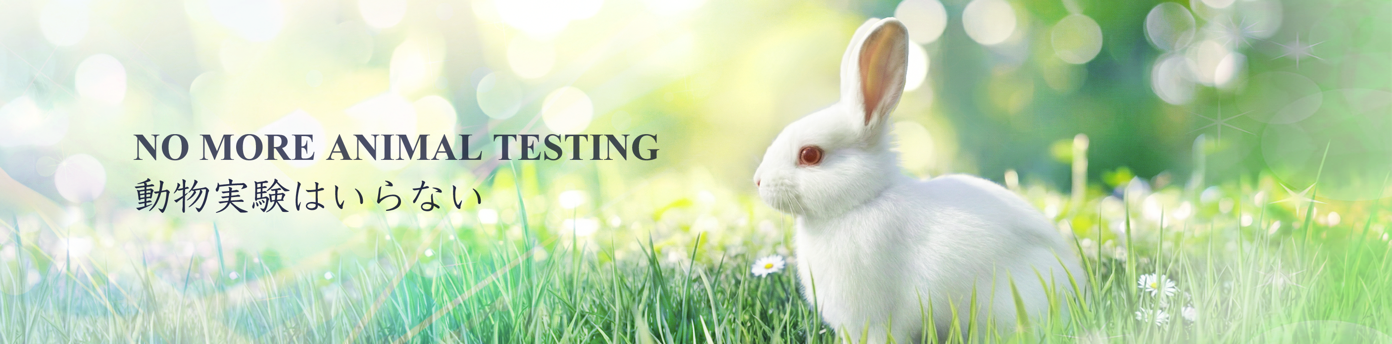 NO MORE ANIMAL TESTING - 動物実験はいらない
