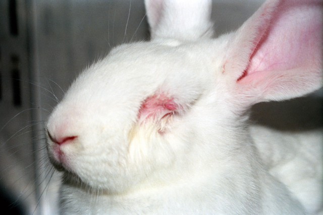 化粧品でも動物が犠牲に 動物実験の廃止を求める会 Java