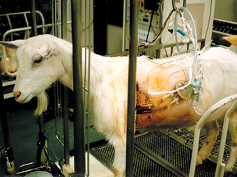 動物実験は何のため 動物実験の廃止を求める会 Java