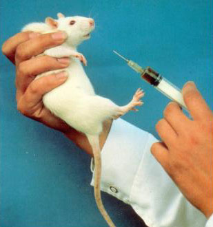 rat syringe