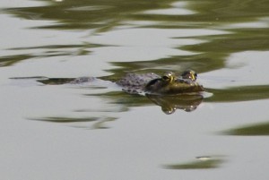 ウシガエル