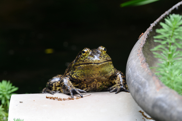 ウシガエル