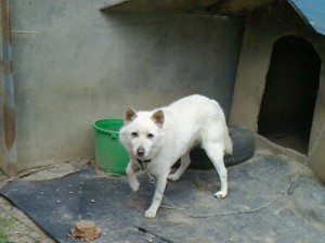 NEC_0058 iitate-dog1