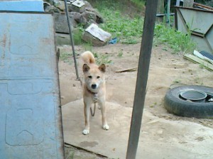 NEC_0059 iitatedog2