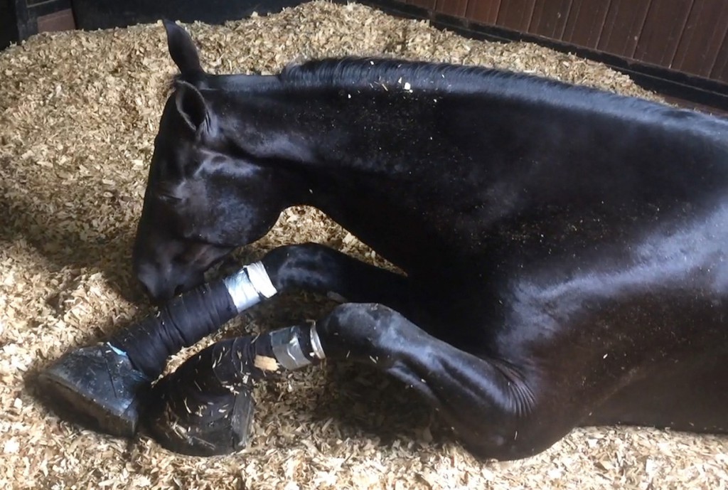 海外ニュース・米国の馬のショー