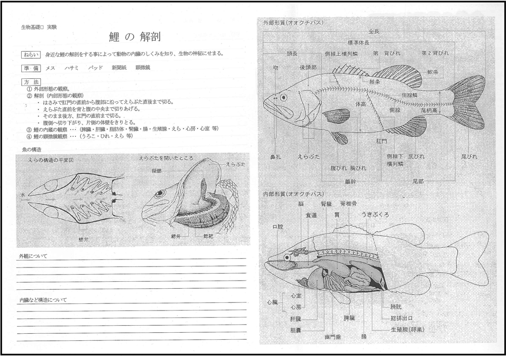 コイ解剖プリント