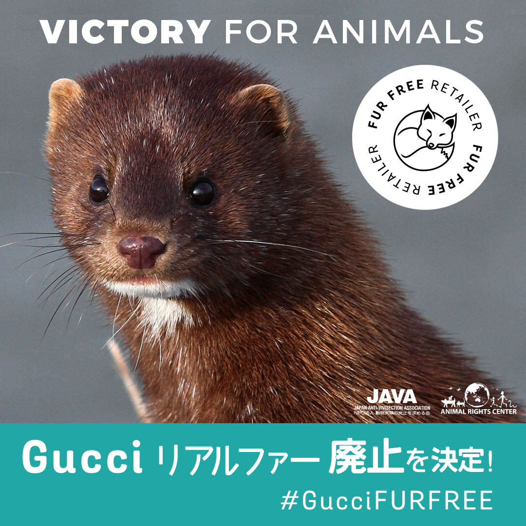 Gucci（グッチ）が「毛皮を使わない」ブランドに！ | 動物実験の廃止を求める会（JAVA）