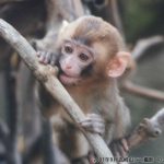 サルたちをウルグアイの動物園に送らないで