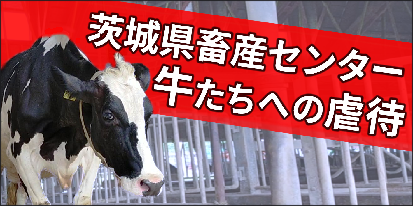 茨城県畜産センター虐待